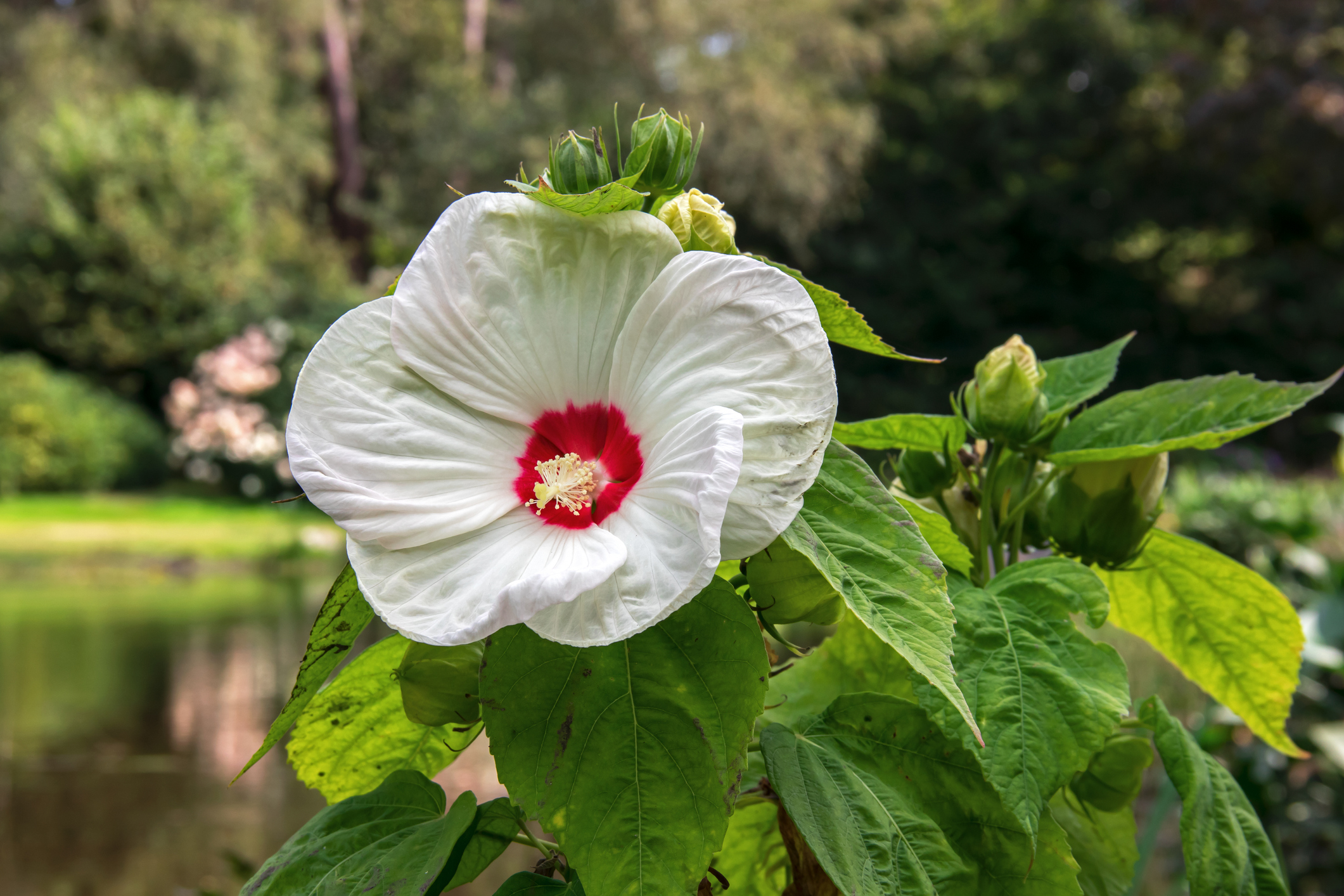 Sumphibiskus (Hibiscus moscheutos)