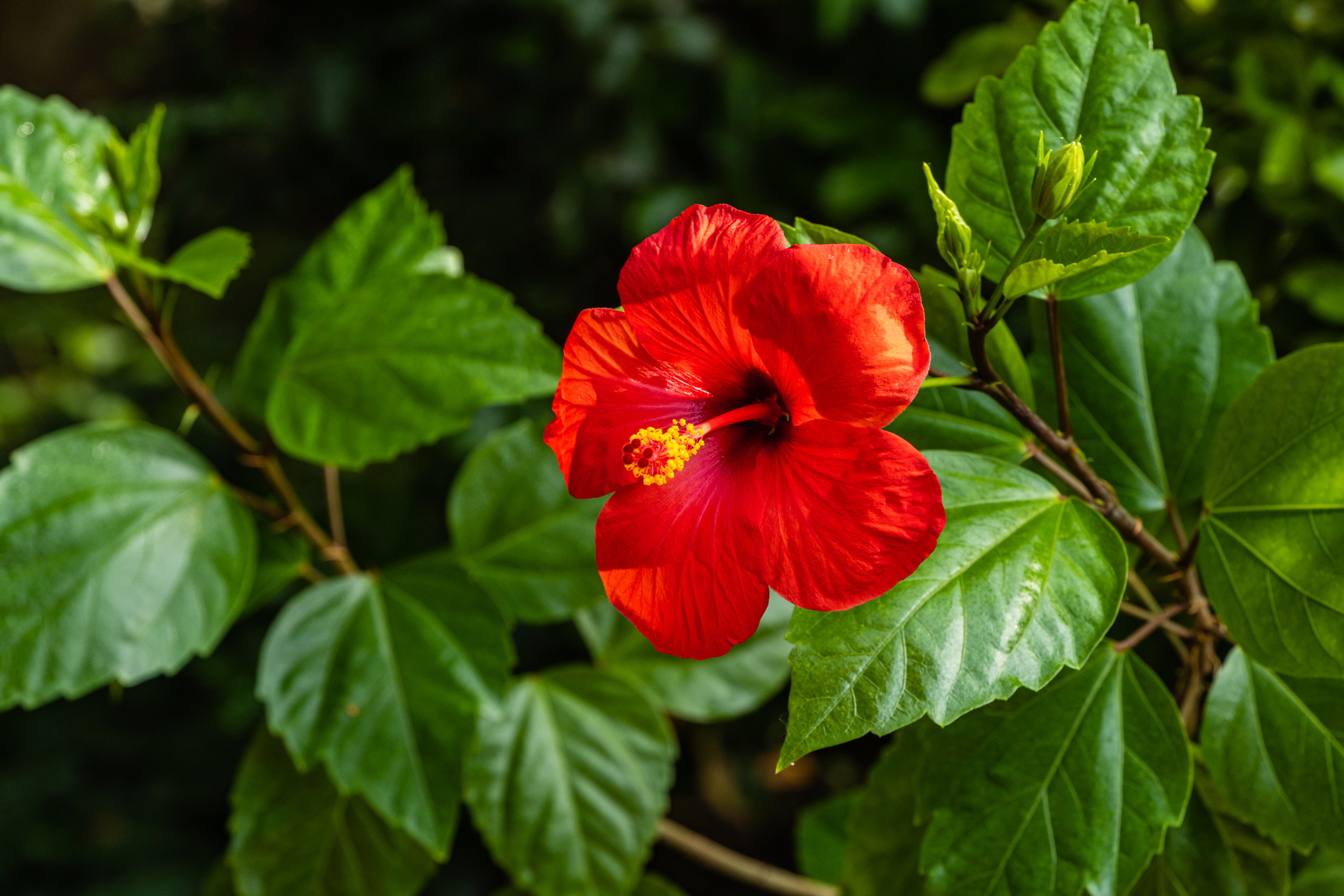 Hibiscus rosa-sinensis - Kinesisk rose