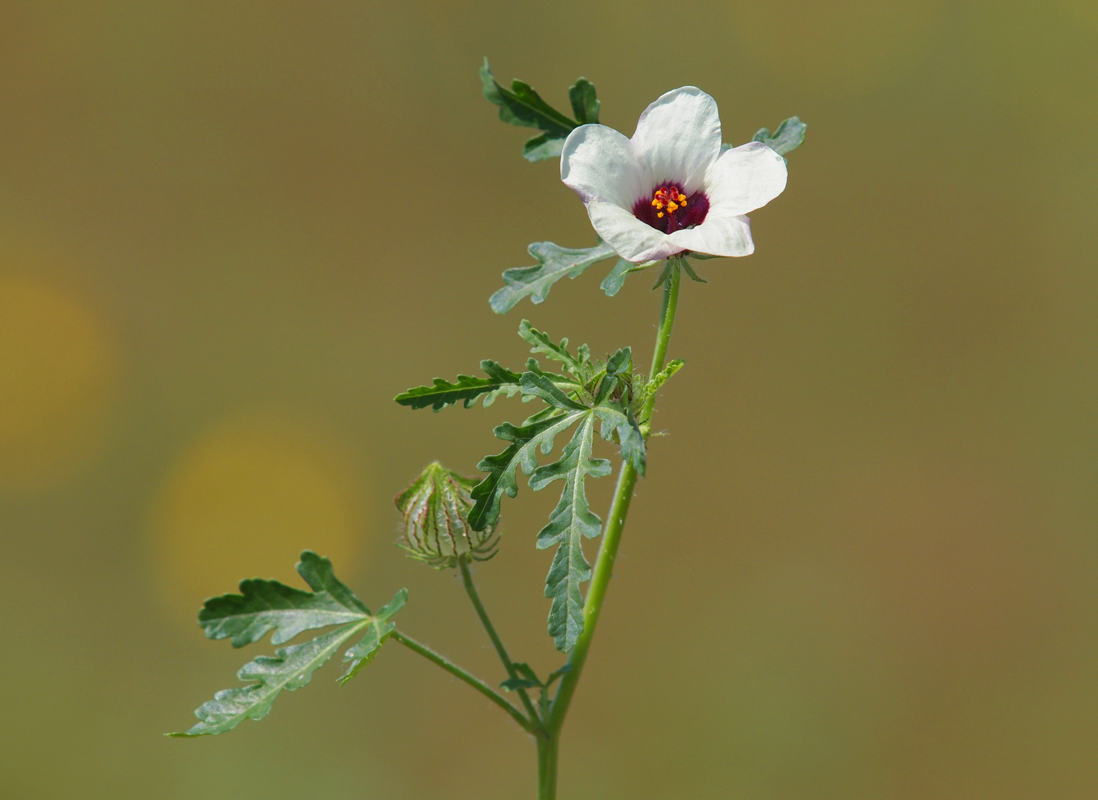 Hibiscus trionum