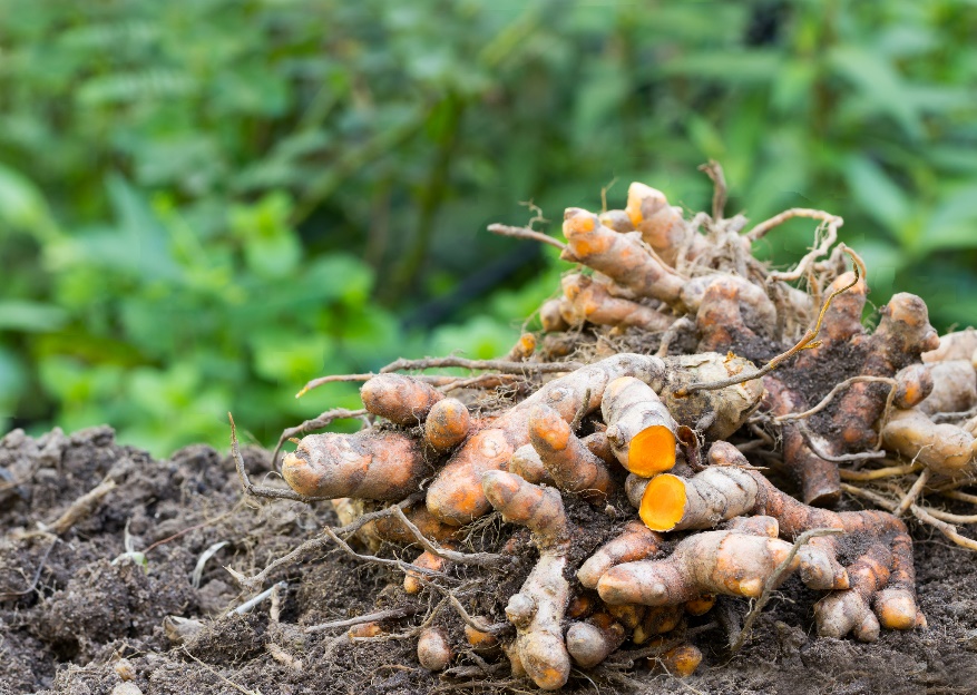 Jordstengler (røtter) av Curcuma longa