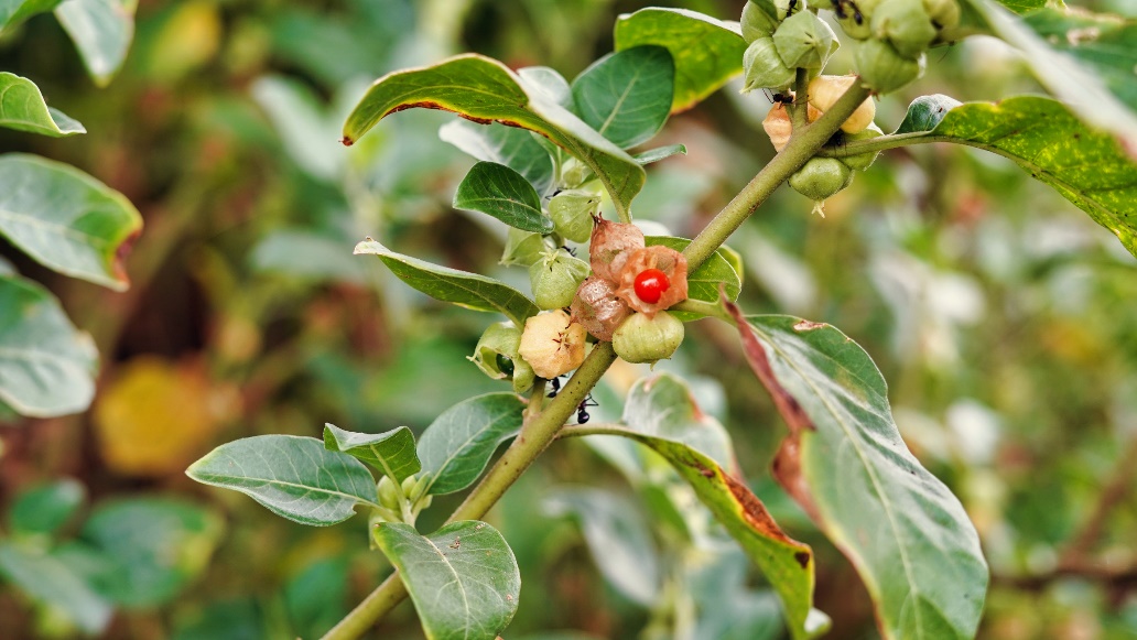 Ashwagandha-planten i naturen