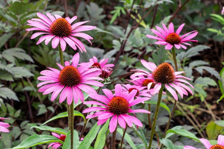 Planten Echinacea purpurea