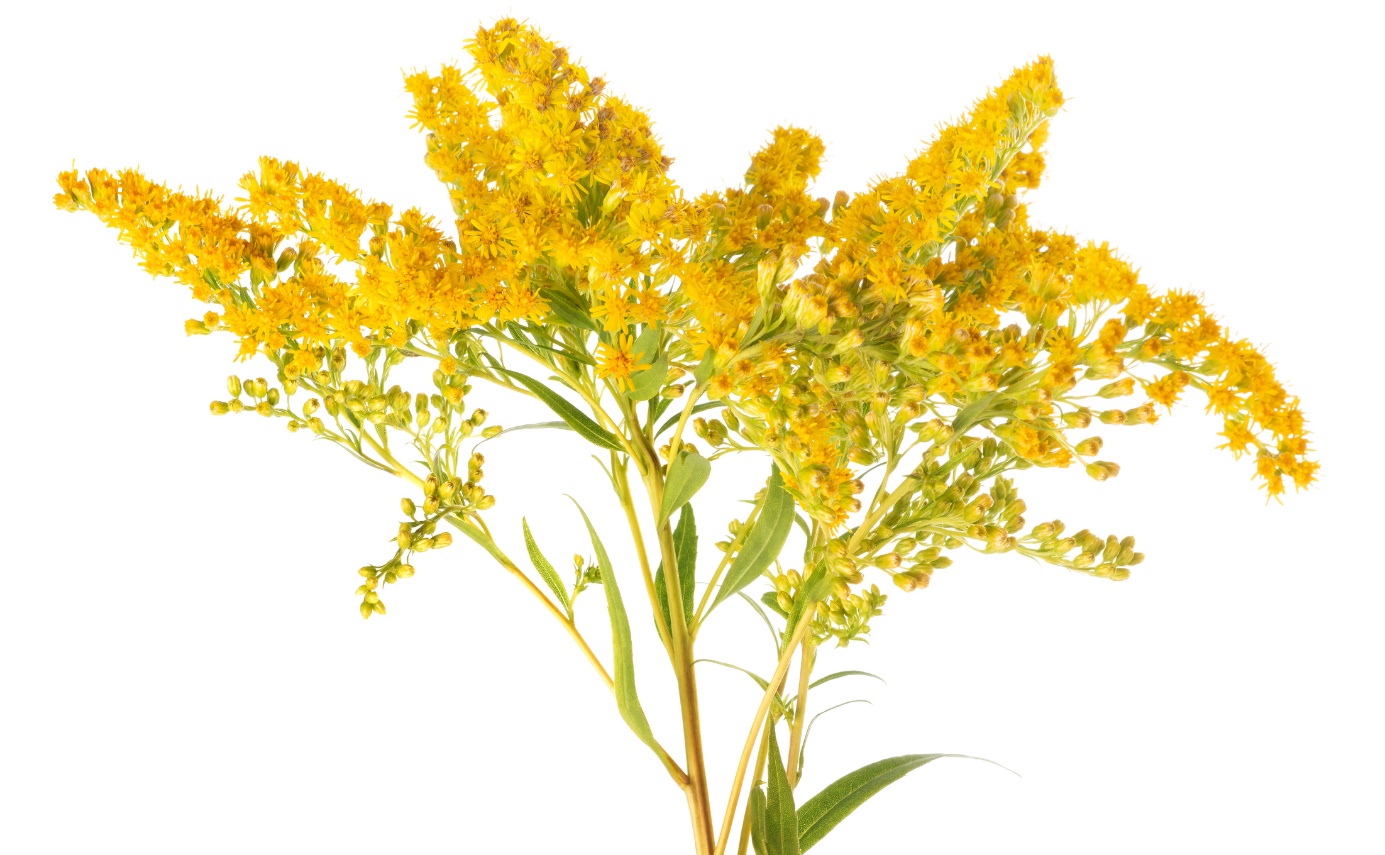 Solidago virgaurea - gullris