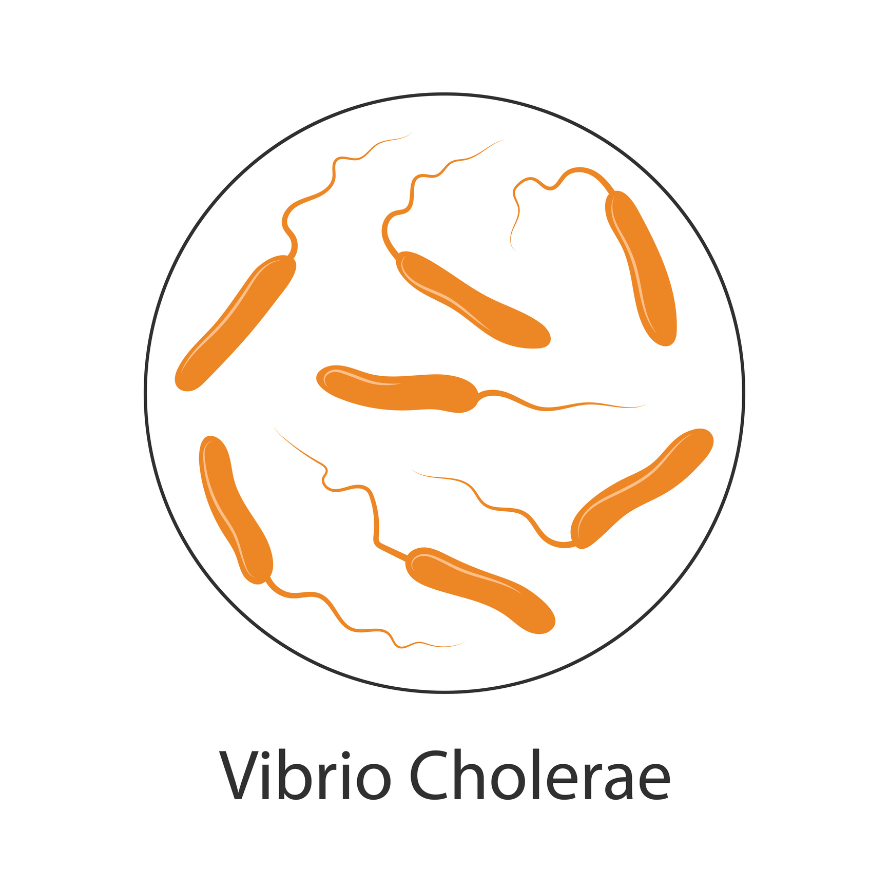 Kolerabakterien Vibrio cholerae