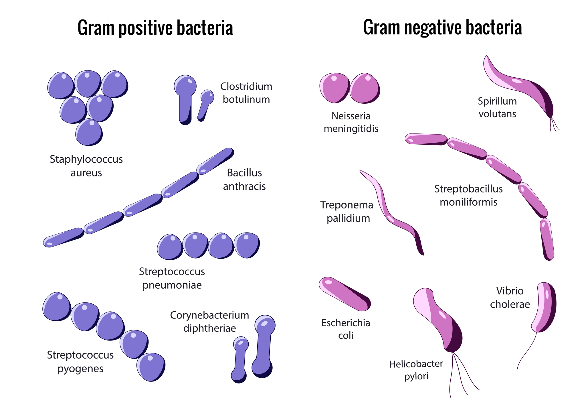 Inndeling i grampositive og gramnegative bakterier