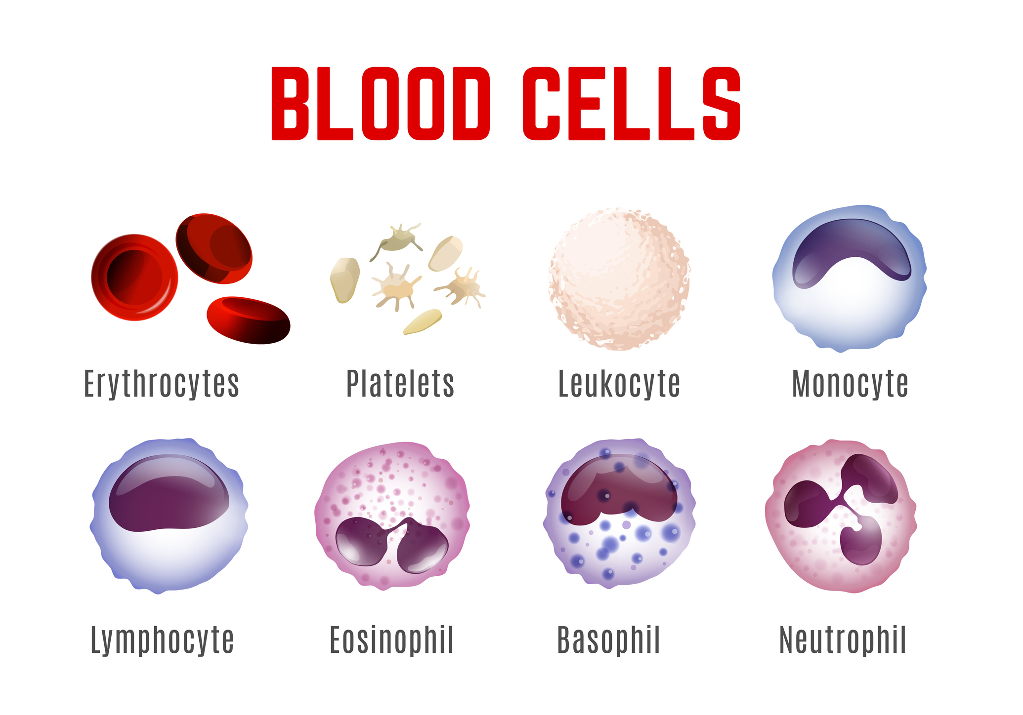 Visning av blodceller - erytrocytter, blodplater, leukocytter, monocytter, lymfocytter, eosinofiler, basofiler og nøytrofiler.