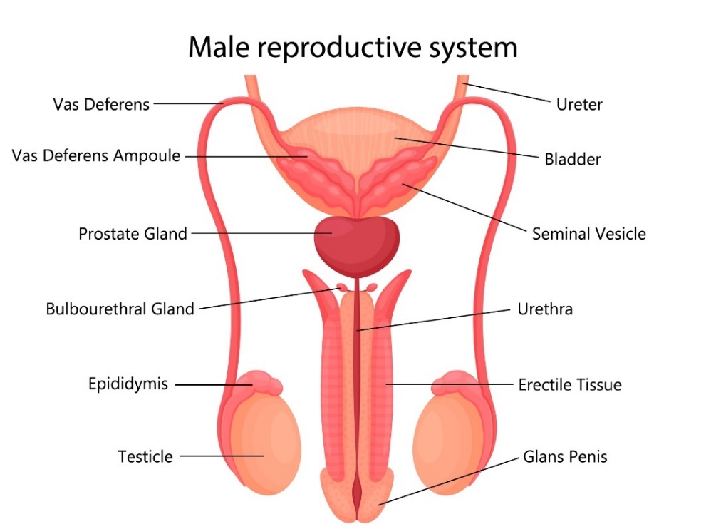 Mannens reproduktive system