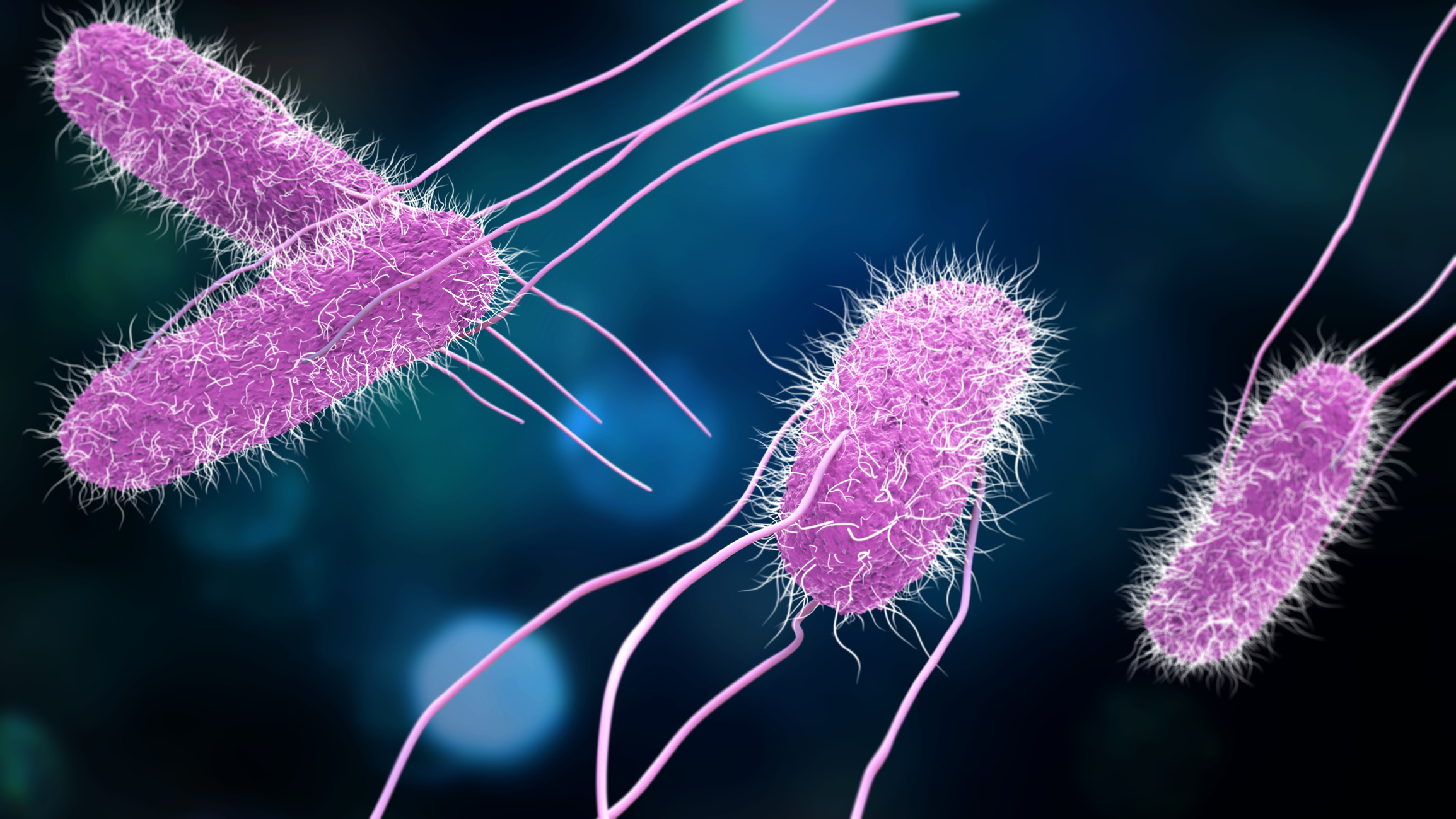 3D-modell av Salmonella