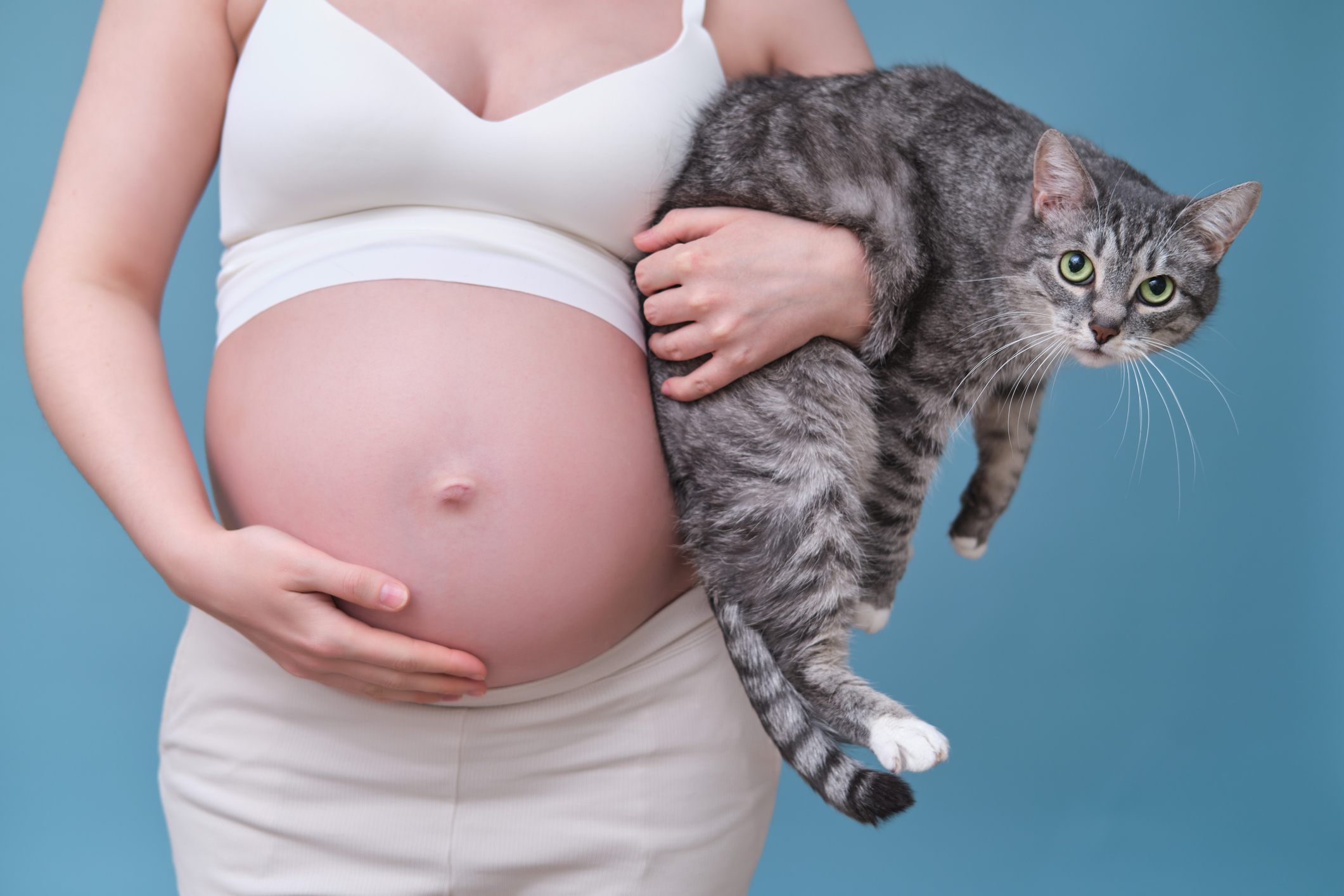 Gravid kvinne som holder en katt