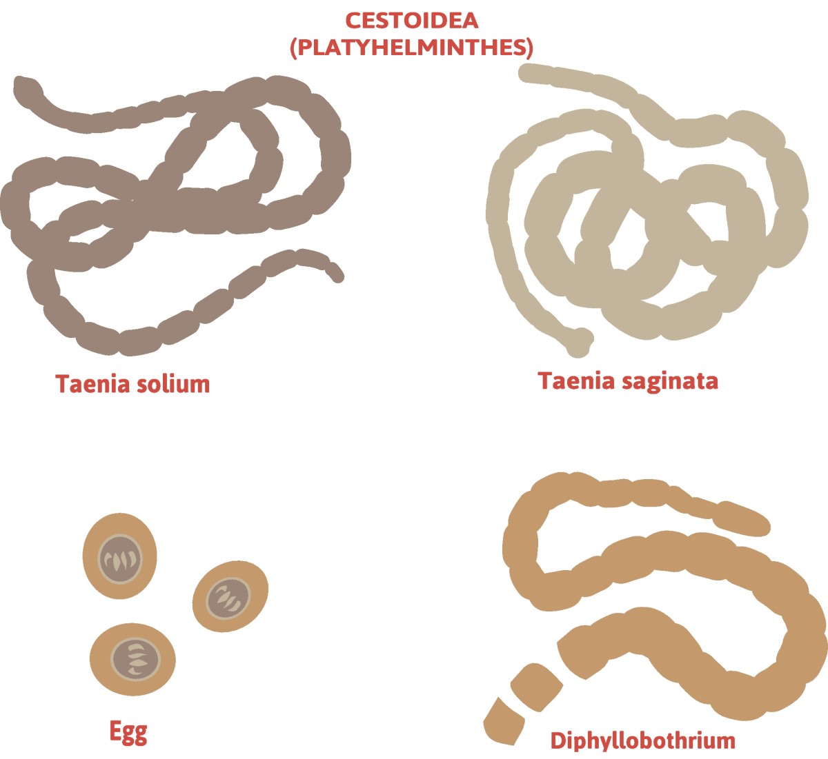 Taenia - inndeling av bendelorm - Taenia solium (langbeint bendelorm) + Taenia saginata (forsvarsløs bendelorm)