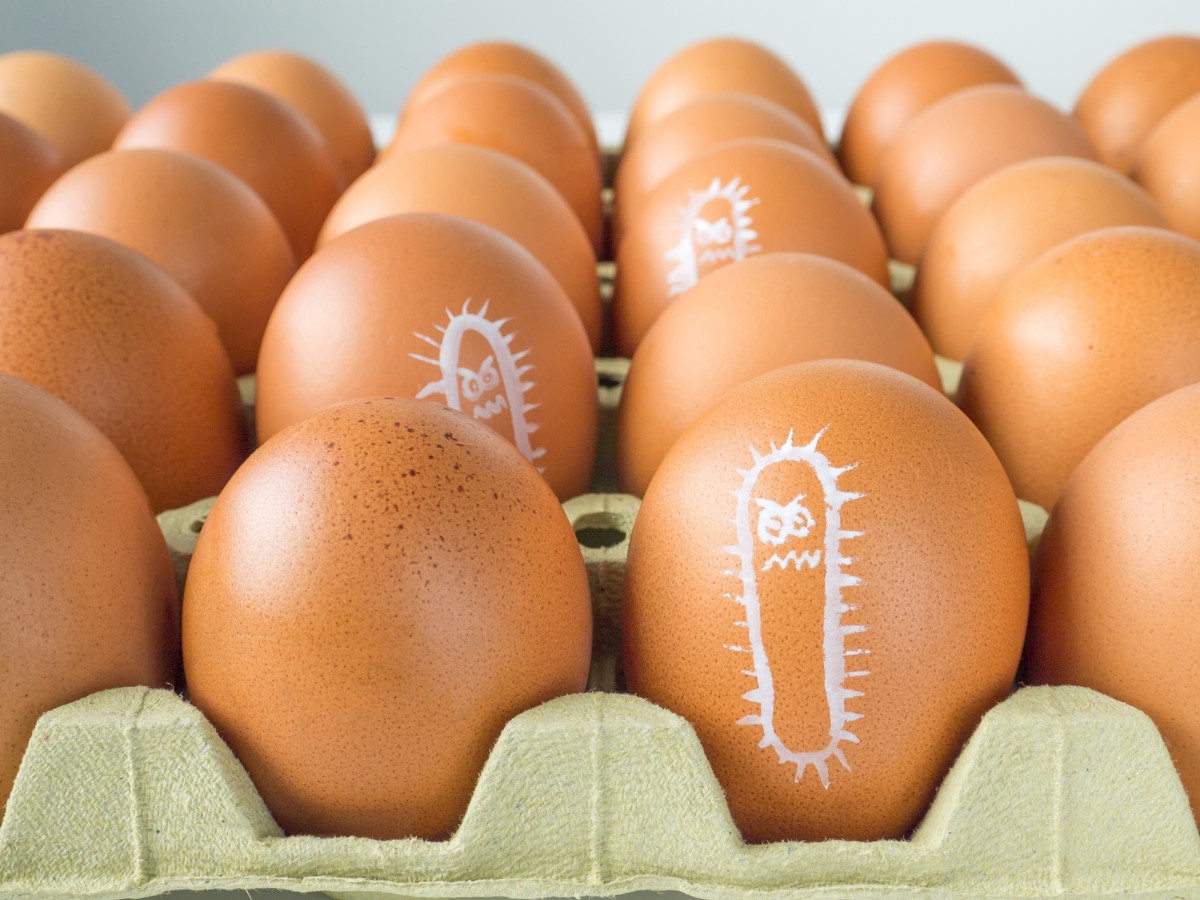 Salmonella tegnet på et egg eller en eggpakning