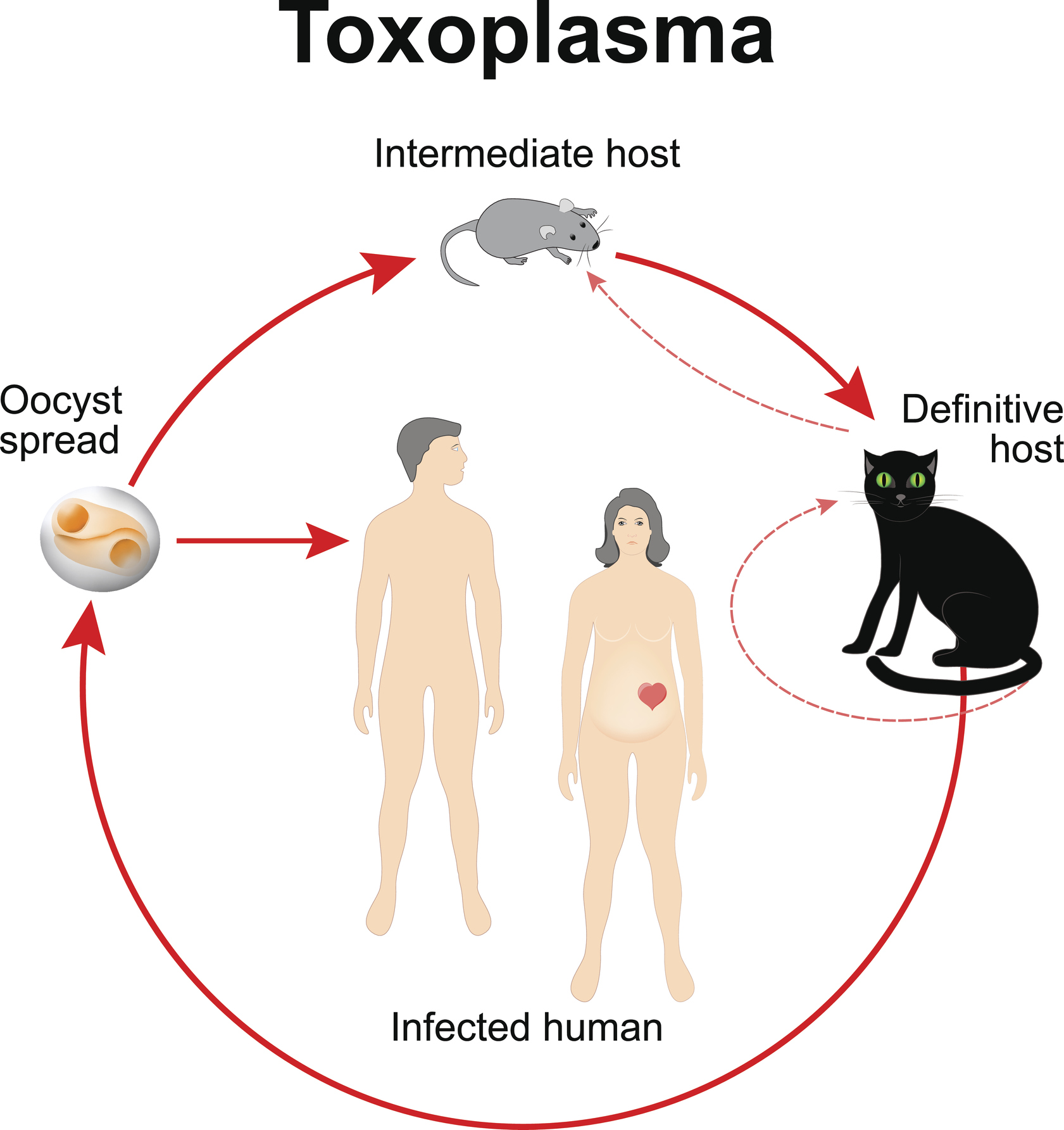 Livssyklusen til Toxoplasma gondii