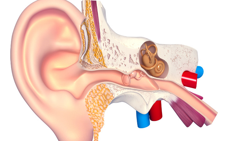 anatomisk tegning av hørselssystemet