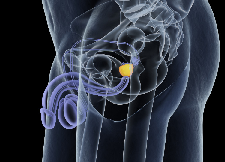 anatomisk plassering av prostata