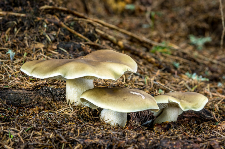 såpespissmus i skogen blant tørre furunåler