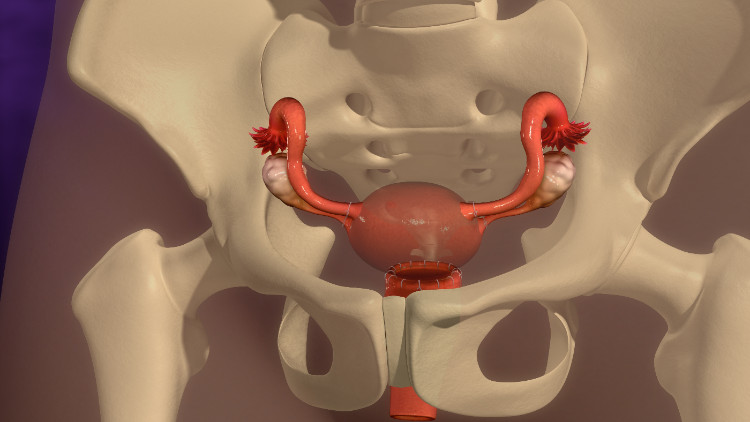 livmor som er anatomisk plassert i det lille bekkenets beinskjelett