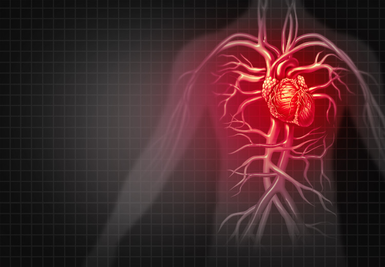 rød silhuett av en mann med anatomisk framstilling av et hjerte