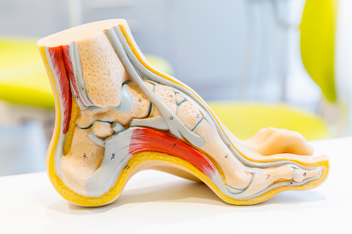 anatomisk modell av fotbuen