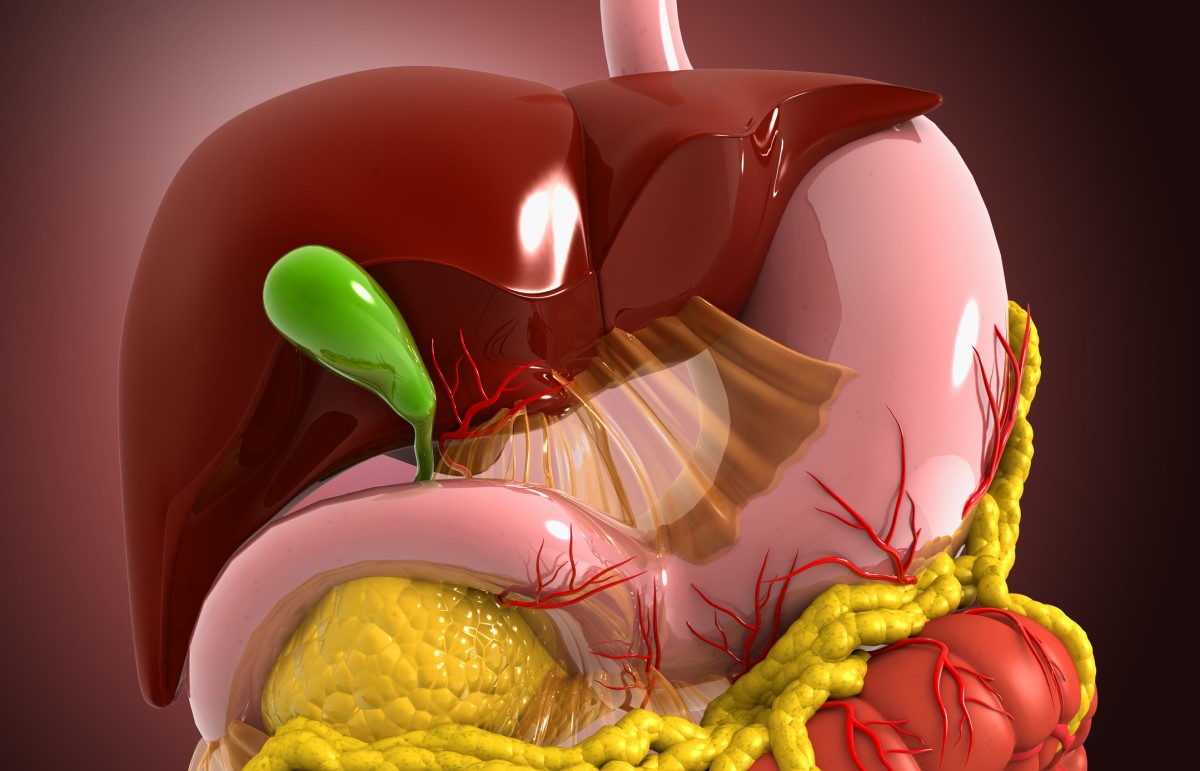 Anatomisk visning - modell - fordøyelsessystemet, lever, galleblære, fordøyelsessystemet