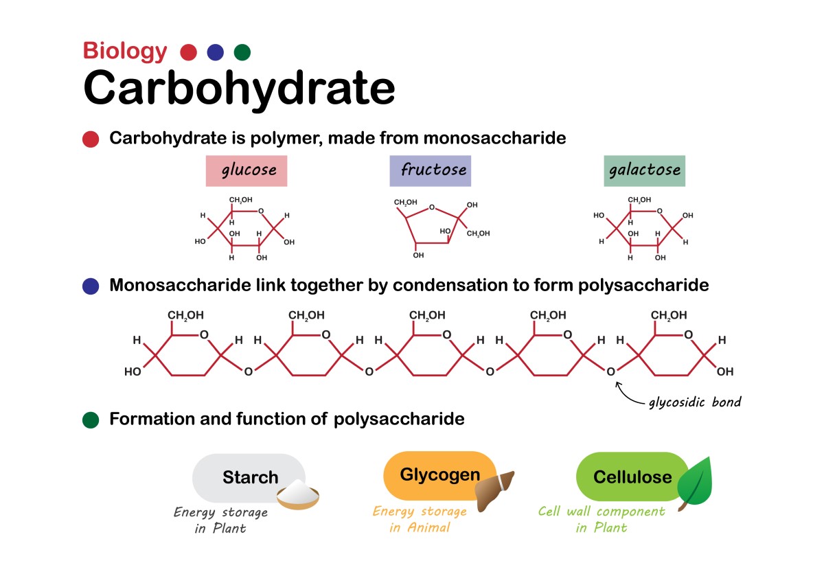 Grunnleggende karbohydratbiologi: enkle sukkerarter (monosakkarider): glukose, fruktose, galaktose danner bindinger til polysakkarider som stivelse, glykogen og fiber.