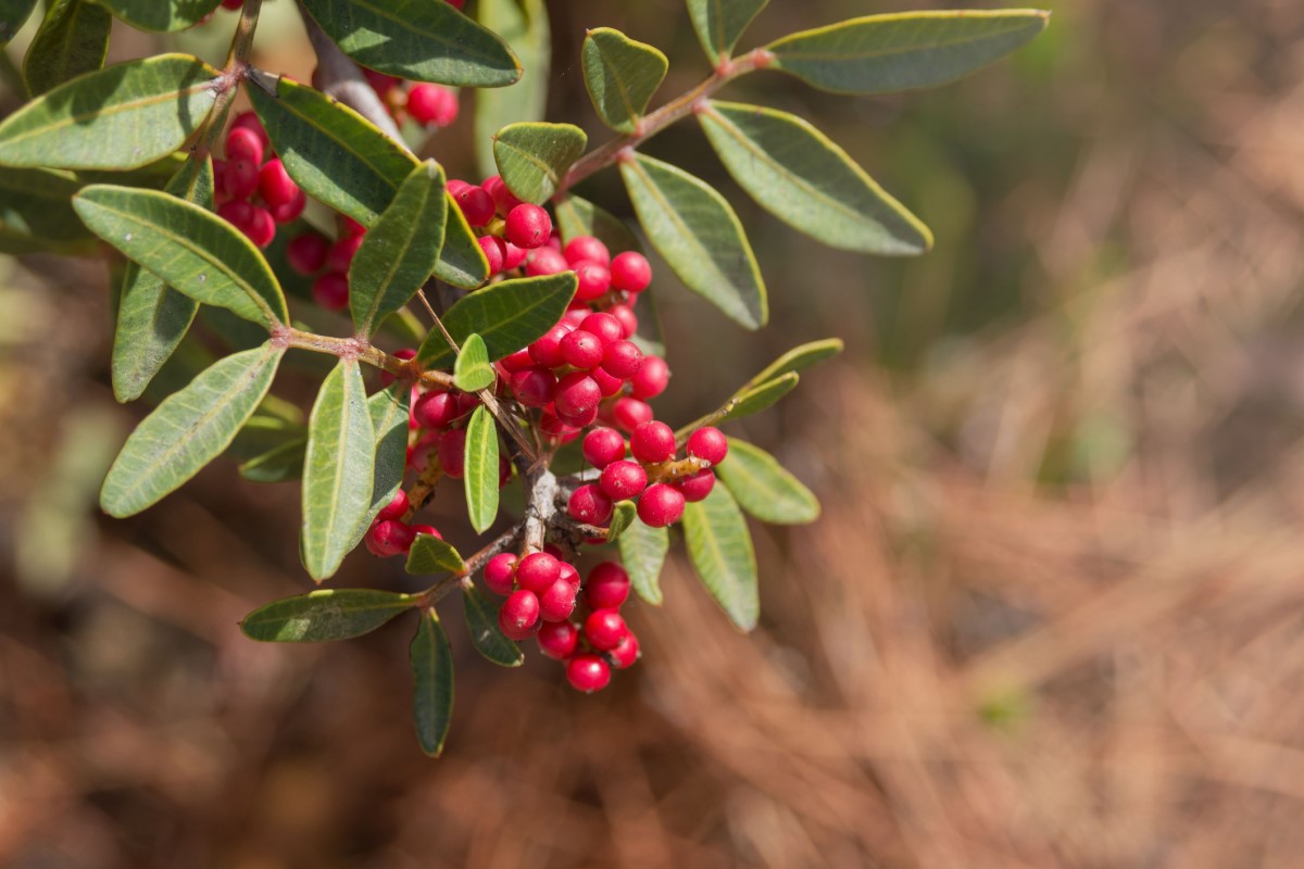 Pistacia mastix (P. lentiscus) er utbredt som tre eller busk, spesielt i kystområdene rundt Middelhavet.