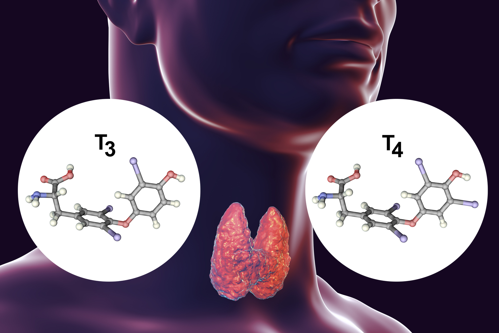 Skjoldbruskkjertelen produserer skjoldbruskkjertelhormonene tyroksin (T4) og trijodtyronin (T3).