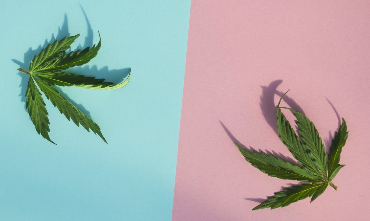 CBD versus THC versus hverandre, to blader på den blå og rosa kolonnen