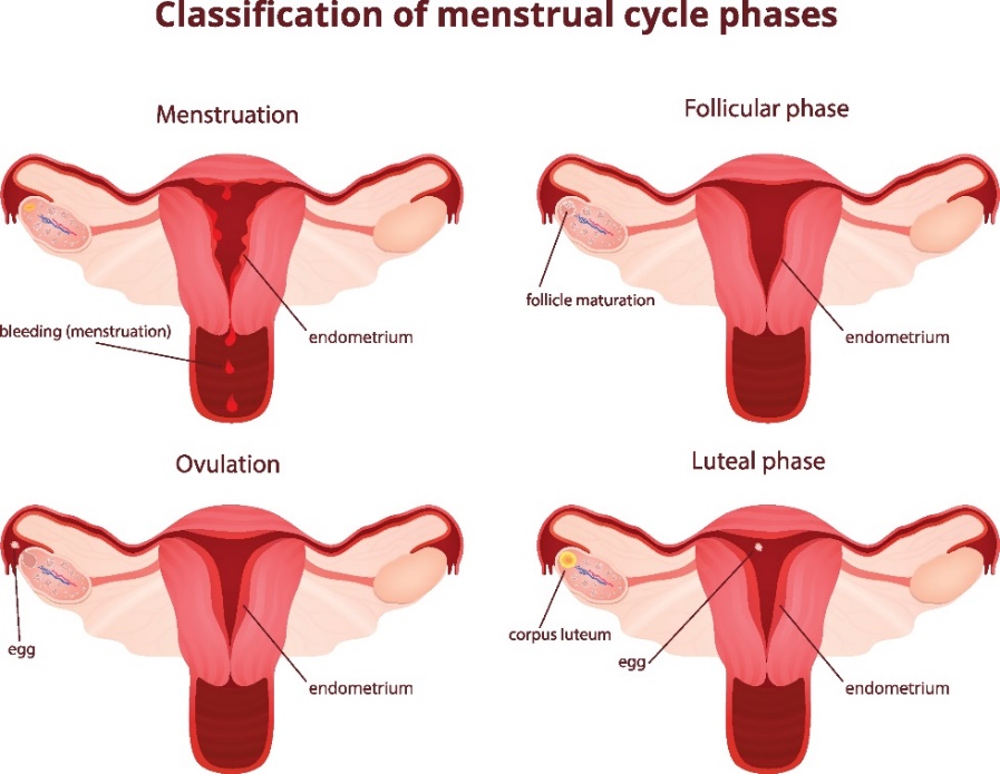 4 faser av menstruasjonssyklusen