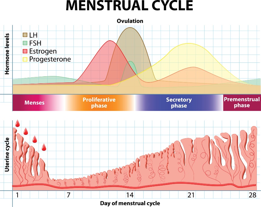 Menstruasjonssyklus og endringer i hormoner og livmorslimhinne over tid.