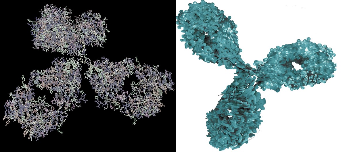 Molekylær avbildning av et monoklonalt antistoff - et biologisk legemiddel