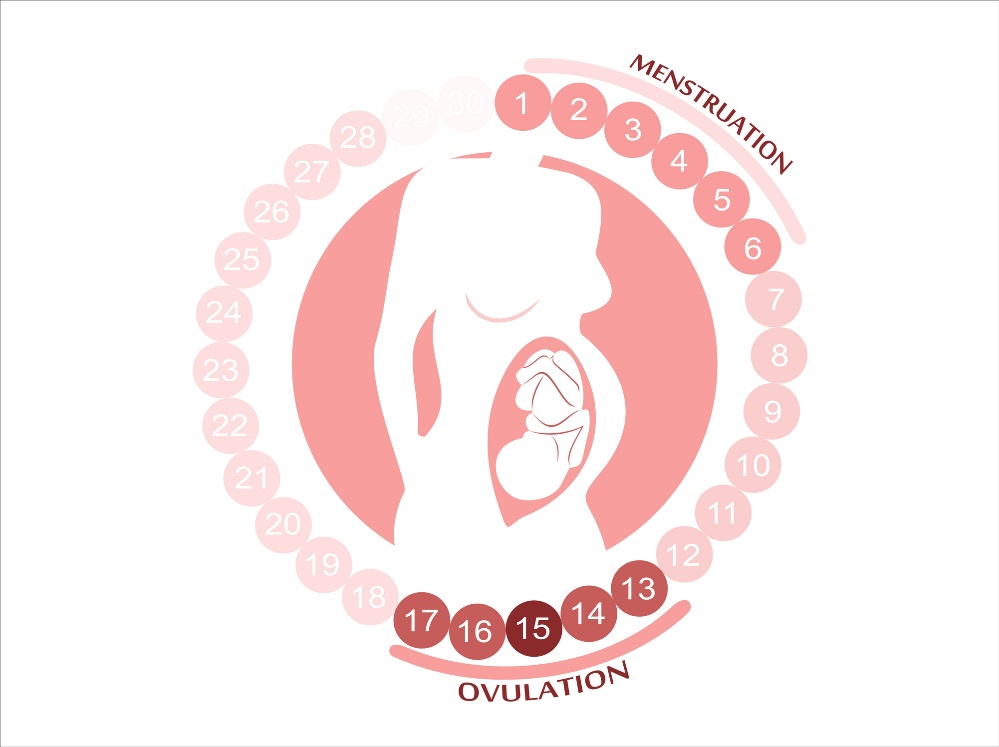 Den kvinnelige syklusen: menstruasjon, eggløsning og fruktbare perioder