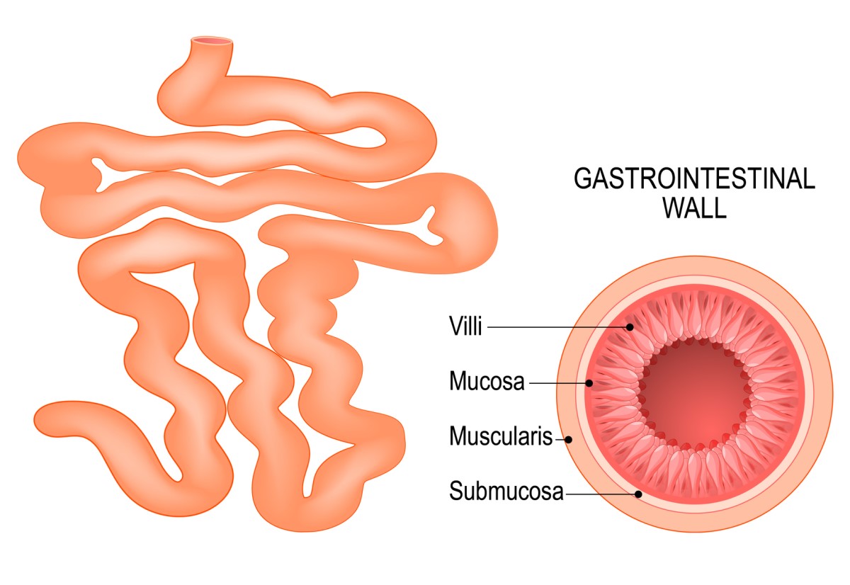 Tynntarmen og tarmveggens sammensetning: villi, mucosa, submucosa og muscularis.