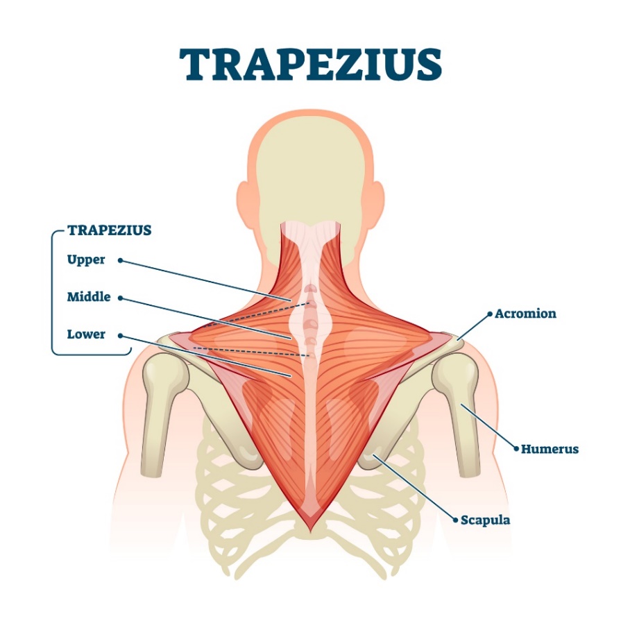 Trapezius-muskelen (musculus trapezius) - de øvre, midtre og nedre fibrene i muskelen. Acromion (prosessen av skulderbladet over skulderleddet, Humerus - humerus, Scapula - skulderblad).