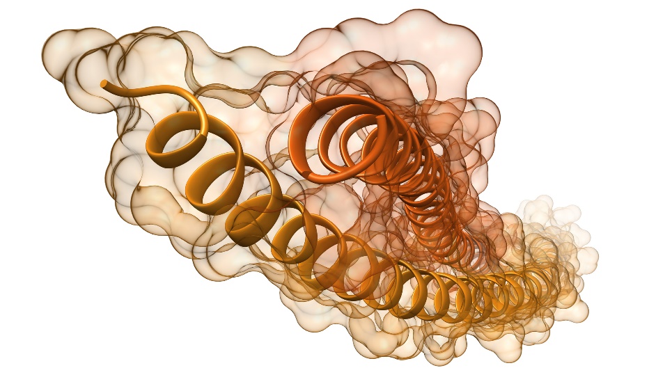 Visualisering av keratinproteinfilamenter og -spiraler