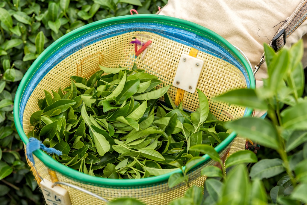 Innhøsting av hele teblader fra Tea Tree-planten