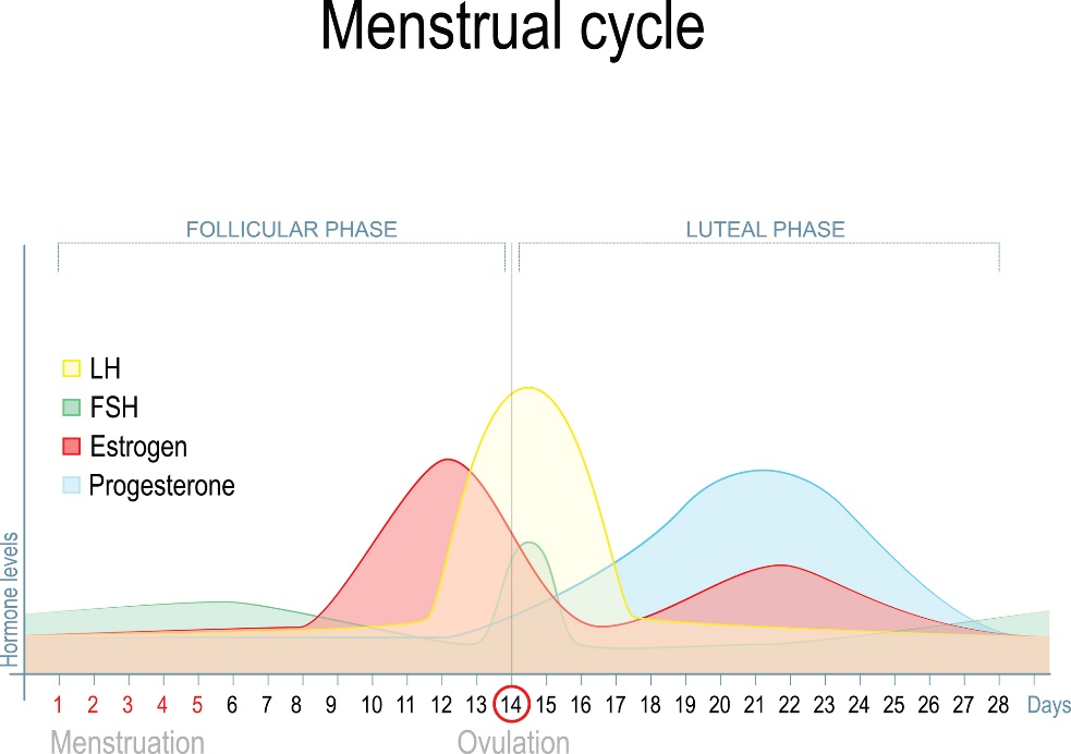 Endringer i kjønnshormonnivået i løpet av menstruasjonssyklusen