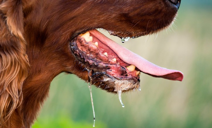 Sikling hos en hund, mulig overføring av sykdommer som rabies