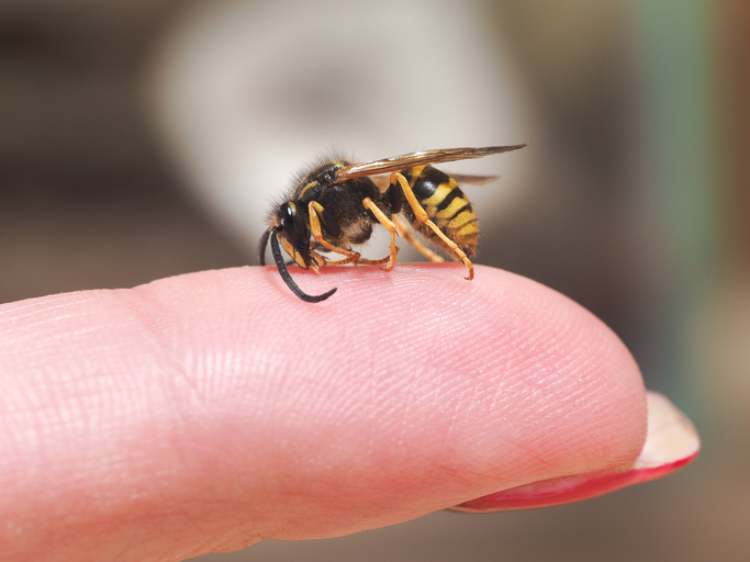 En veps som sitter på en finger, et tegn på allergi mot insektstikk