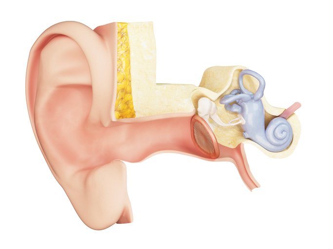 anatomisk visning av mellomøret