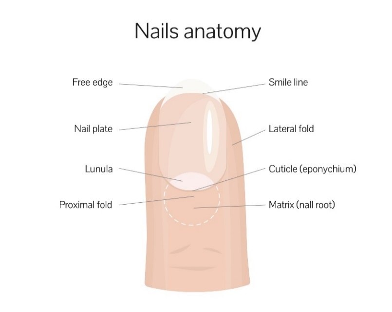 Neglestruktur: fri kant, smilelinje, negleplate, lateral fold, lunula, proksimal fold, neglerot (matrix)