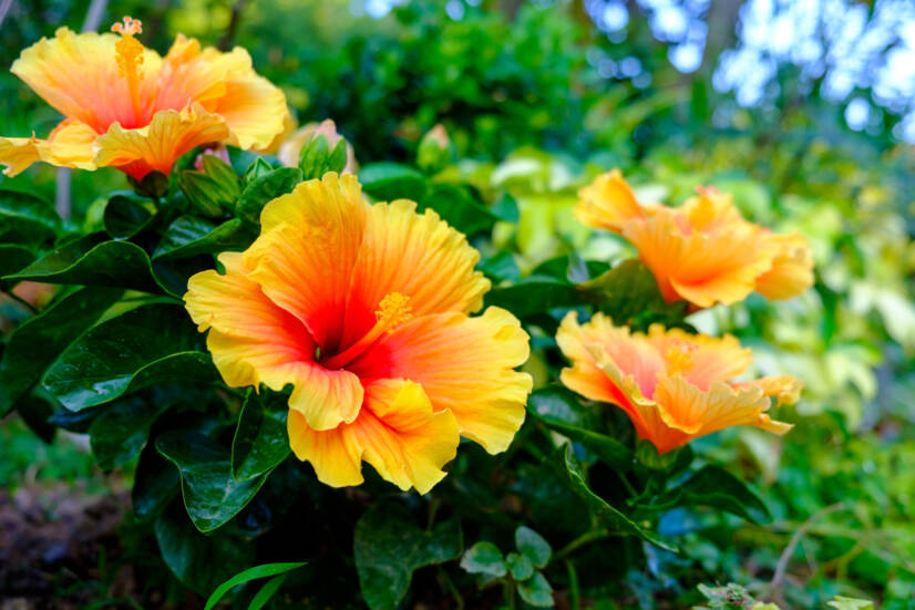 Hibiskus og bruken av det for helsen? Hvilke effekter har det og hvilke typer?