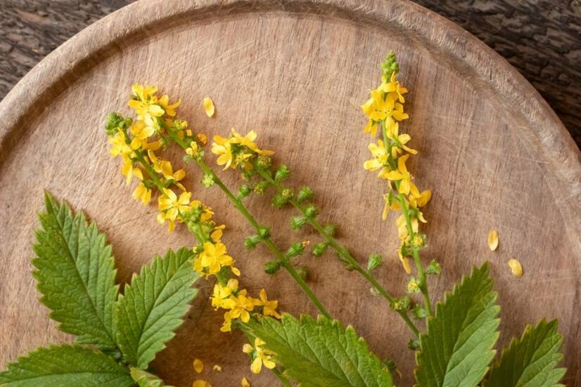 Burdock, en nesten allmektig plante. Hvilke effekter har den, hva skal man samle?