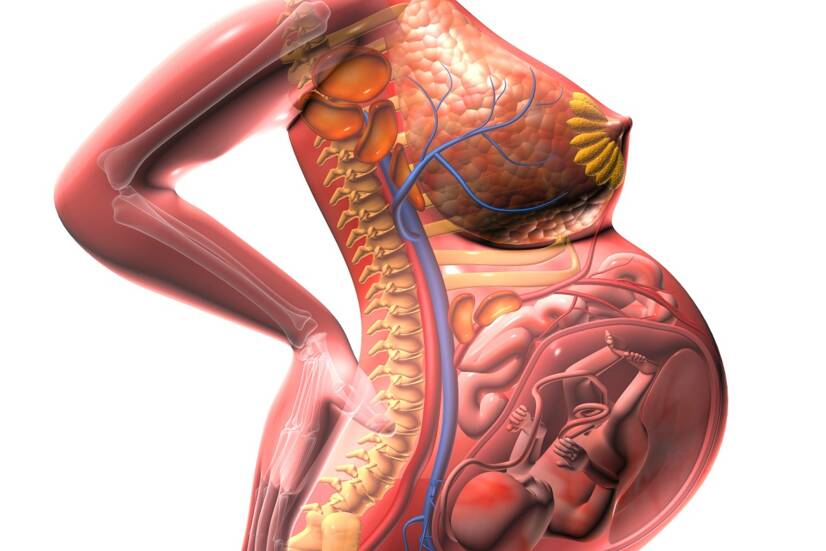 Anatomisk bilde av den voksende livmoren og trykket på de omkringliggende organene. Kilde: Getty Images