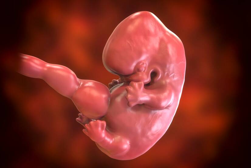 Embryo i 7. svangerskapsuke. Kildefoto: Getty Images