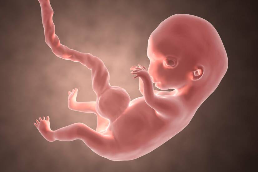 Embryo i 8. svangerskapsuke. Kildefoto: Getty Images