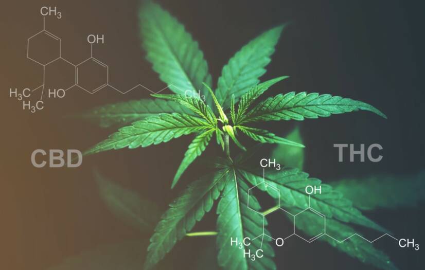 CBD versus THC: Kjenner du forskjellen i effekter og bruksområder?