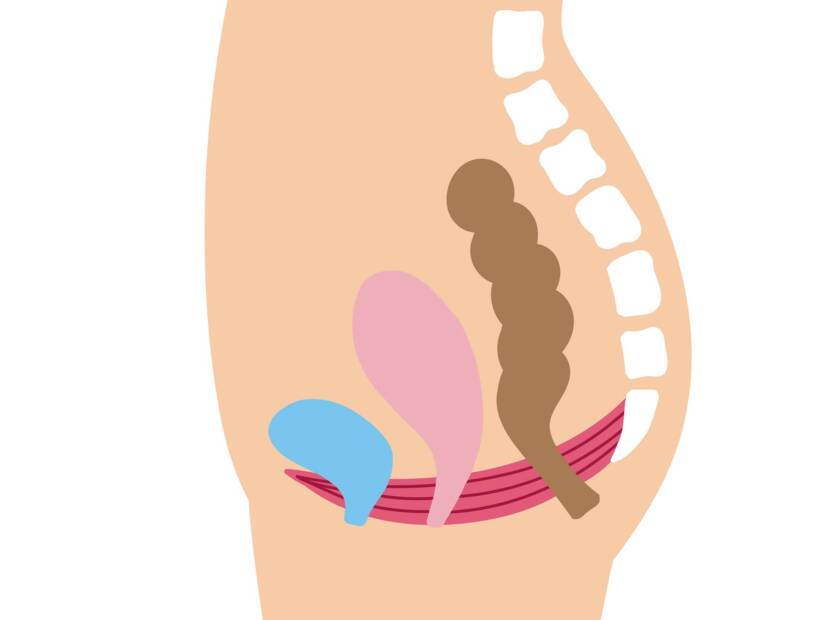 Bekkenbunnen: hva er dens funksjon og betydning for kvinner + Øvelser for styrking og avspenning