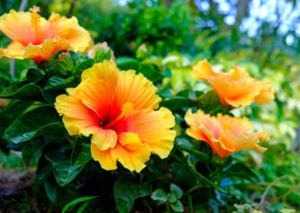 Hibiskus og bruken av det for helsen? Hvilke effekter har det og hvilke typer?