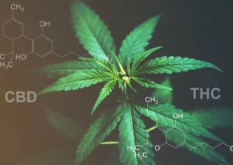 CBD versus THC: Kjenner du forskjellen i effekter og bruksområder?