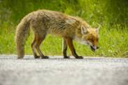 Hva er rabies, hvordan spres den og hvordan manifesterer den seg hos mennesker + Vaksinasjon